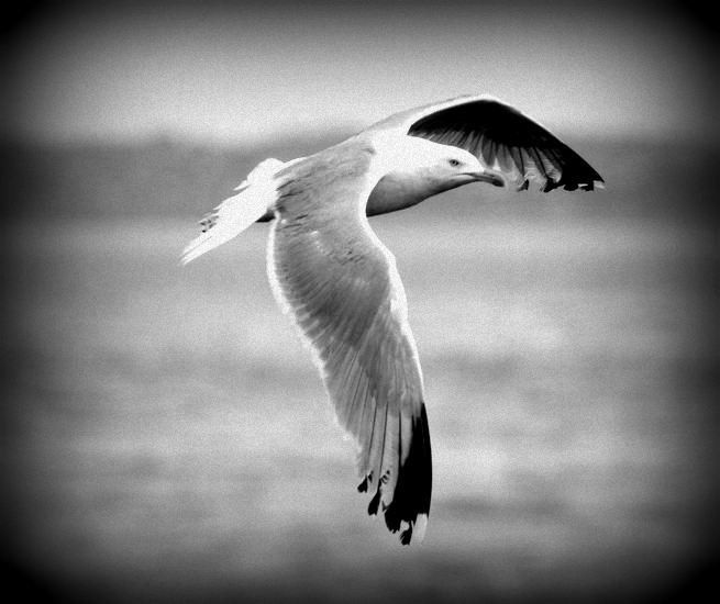 gulls flight