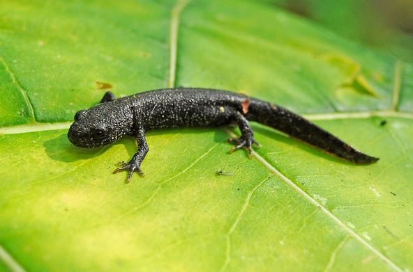 great crested newt juvenile library picture