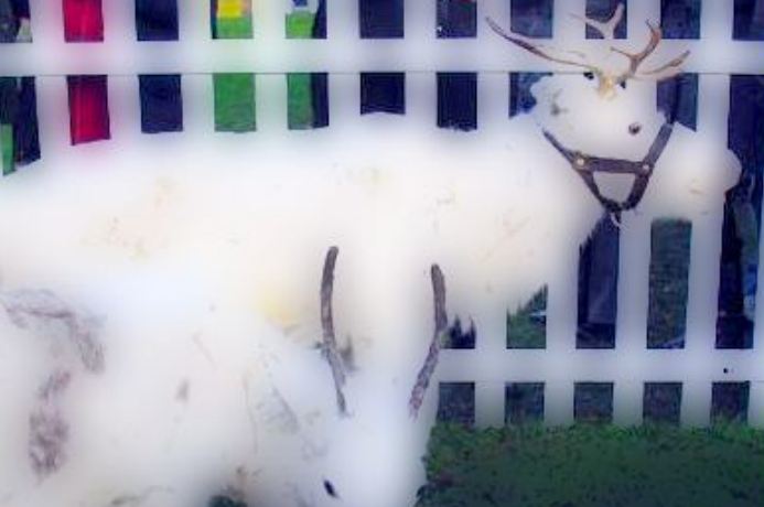reindeers in hedon