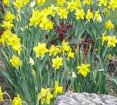 daffodils