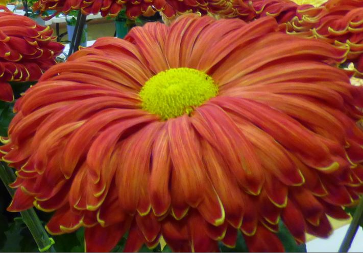 chrysanthemum show 1