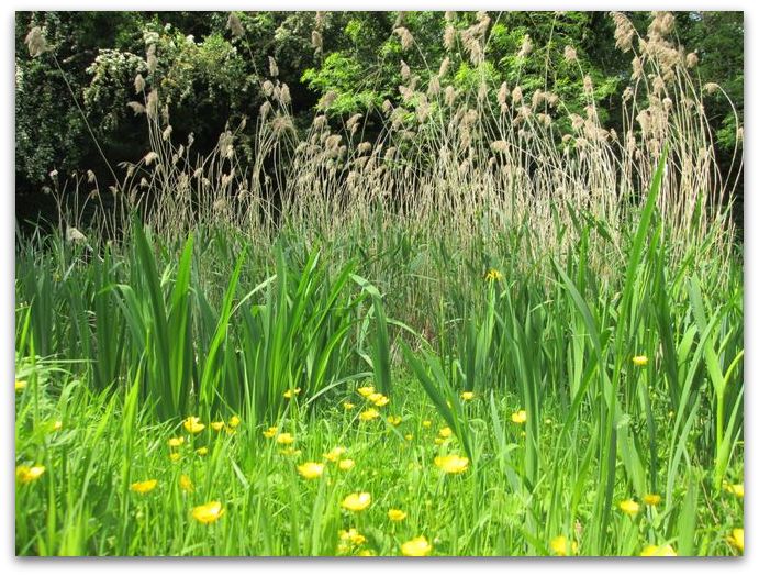 horsewell pond may 2014