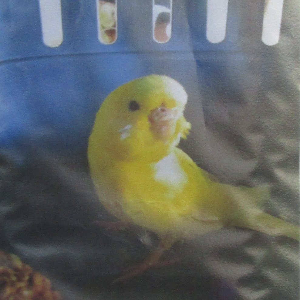 lost yellow budgie
