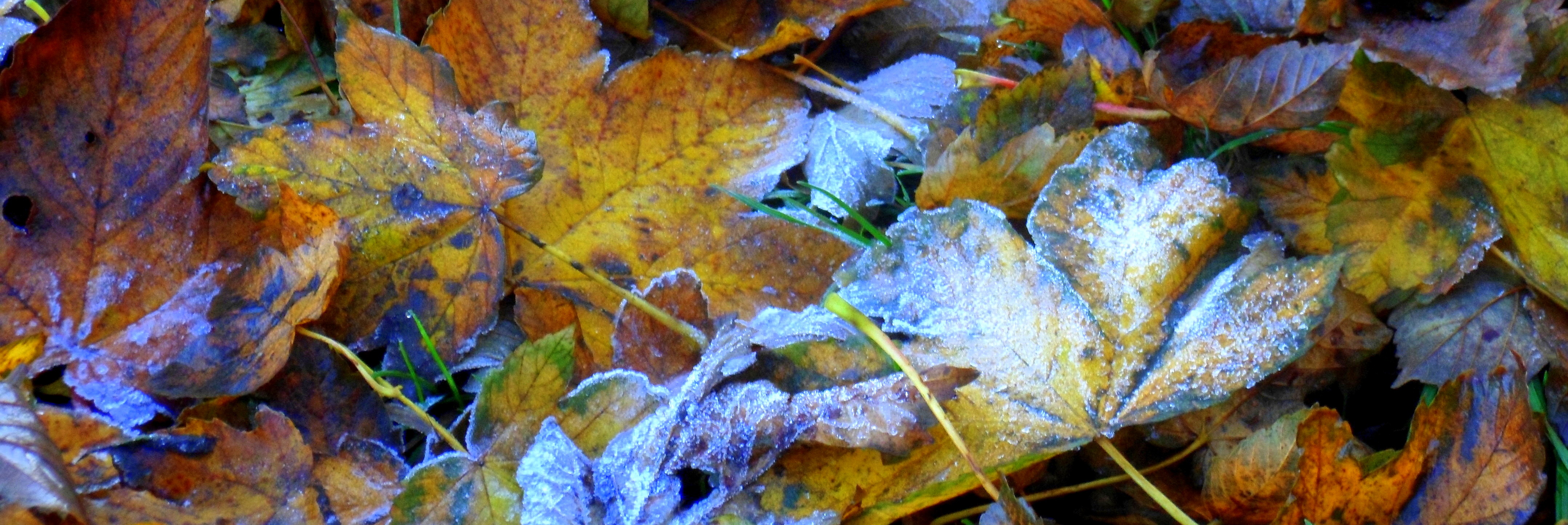 autumn leaves frost 001
