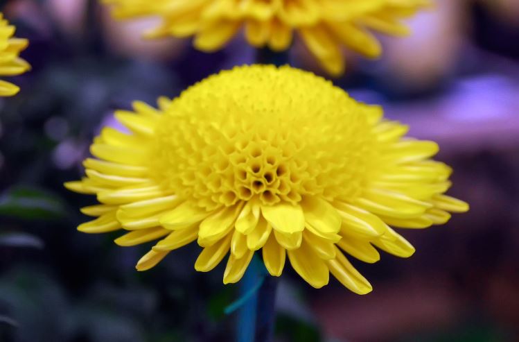 m k emson e28093 anemone