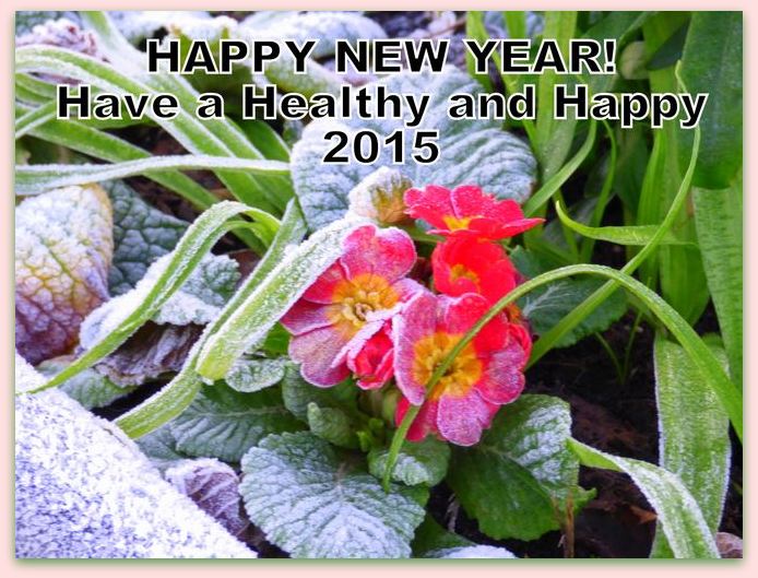 happy new year photo 2015