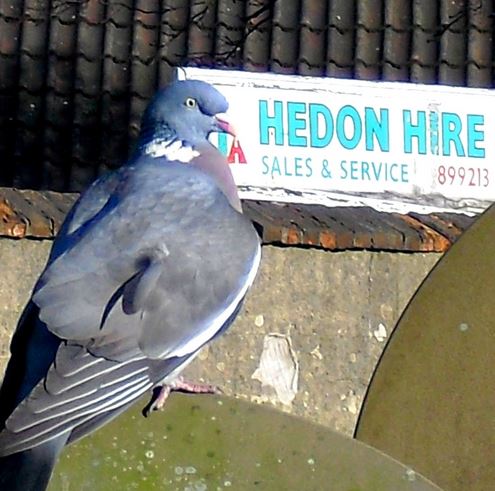 pigeon hedon hire