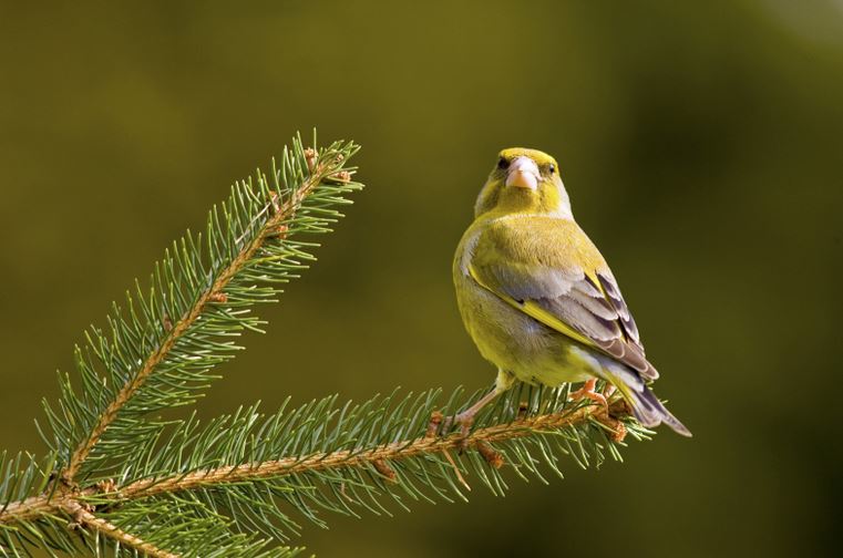 greenfinch ben hall rspb images