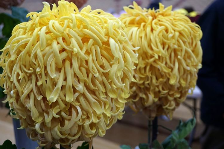 chrysantheums grown john backhouse