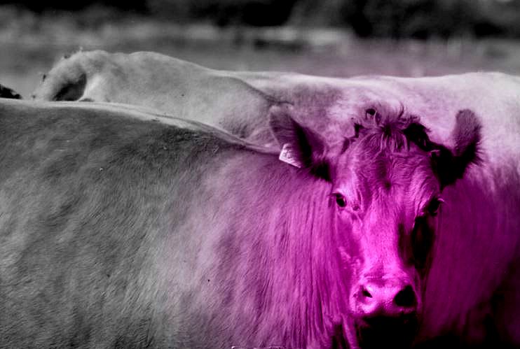 purple cow