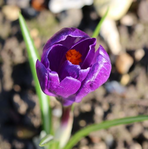 crocus purple