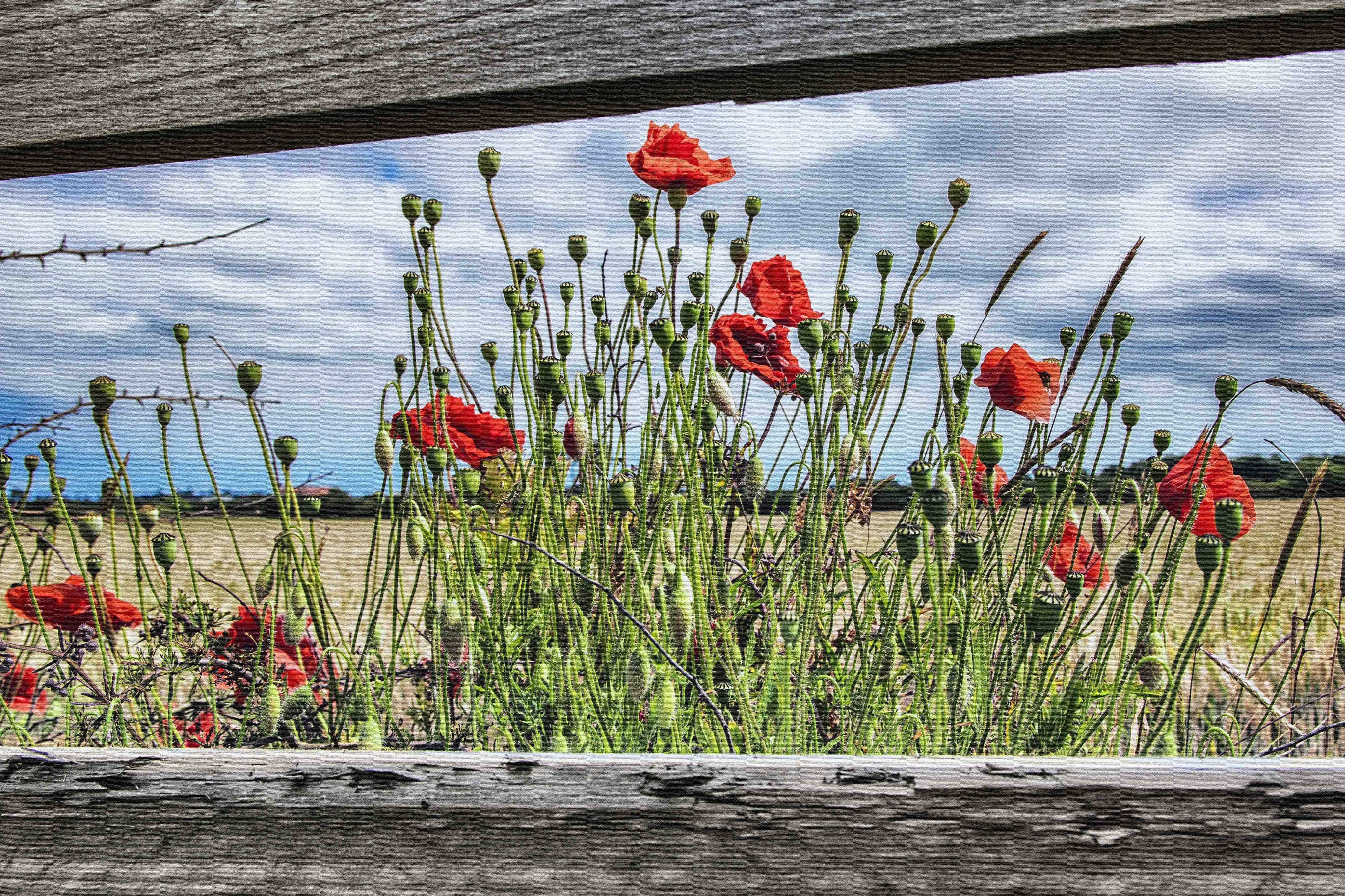 poppies framed snip
