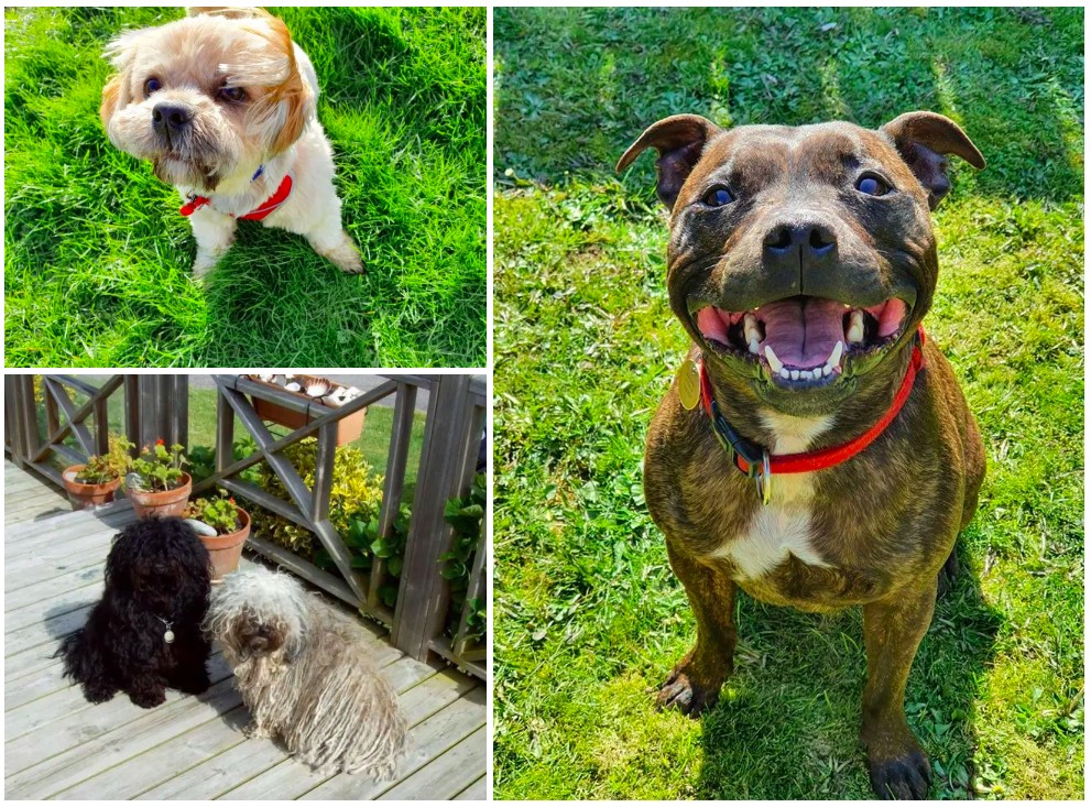 dog show cover photo