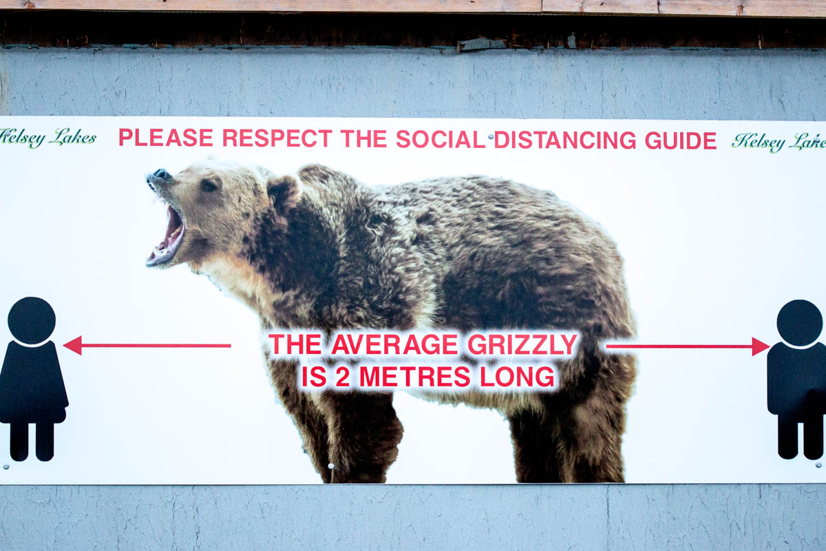 Grizzly social distancing