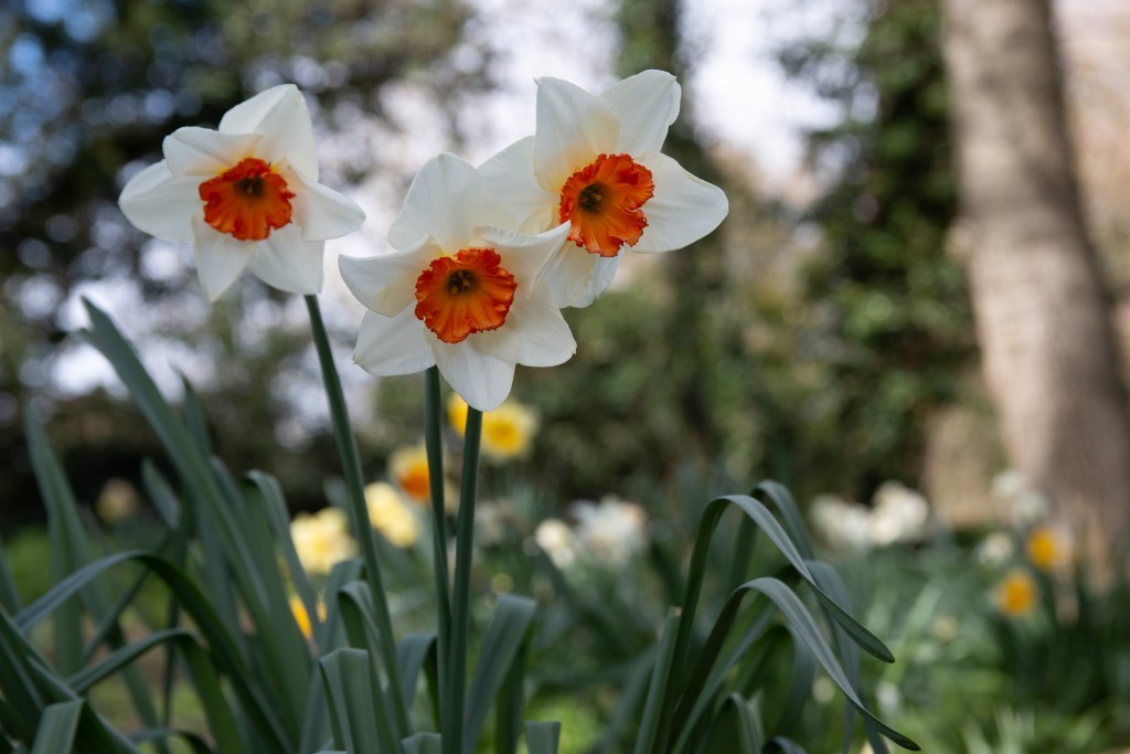 Photo Three daffodils Elsie Gate