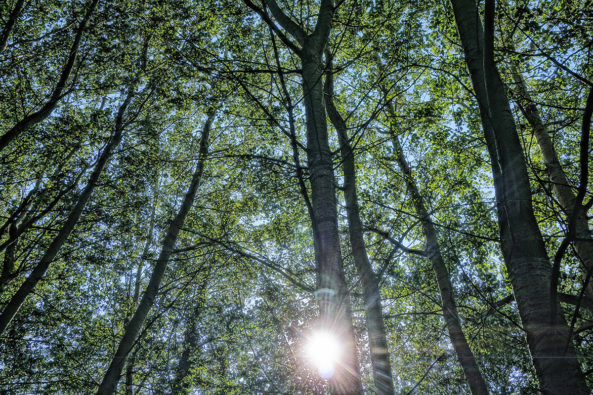 Green canopy trees Elsie Gate