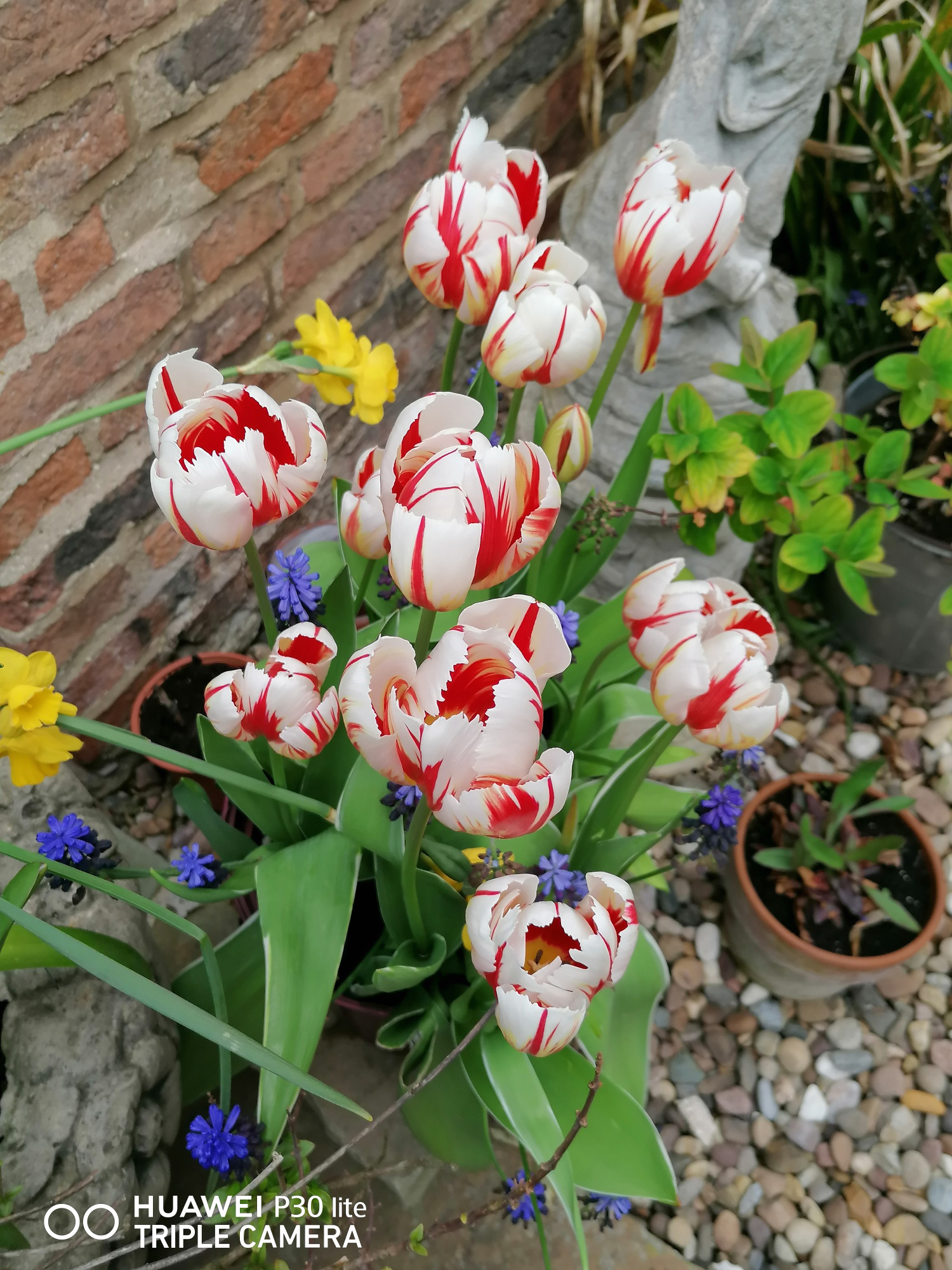 Tulips at The Cottage by Janet Bucknall