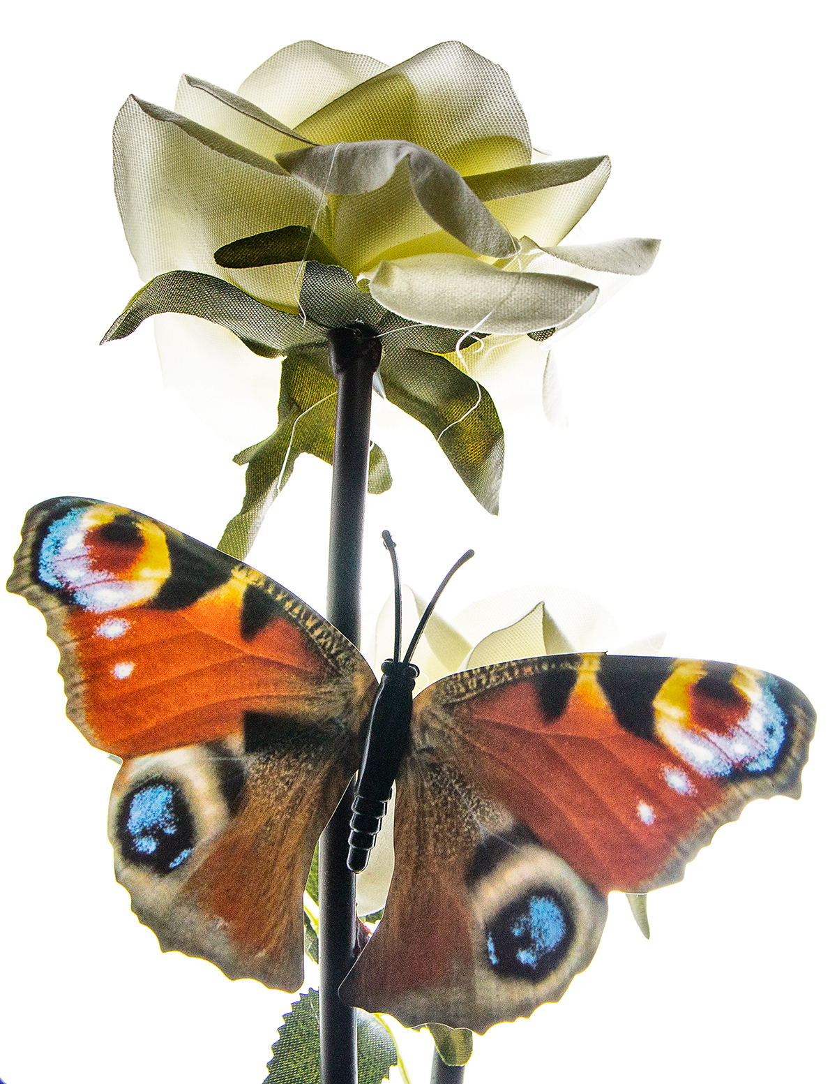 Flower and butterfly photo of the day 6