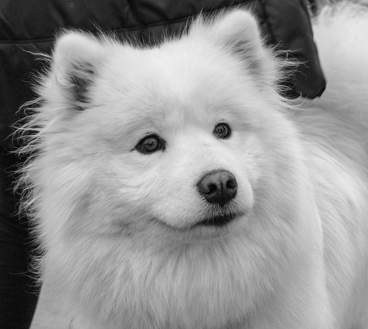 Photo of the Day 35 Hedon Scrufts Champion! Hedon Blog