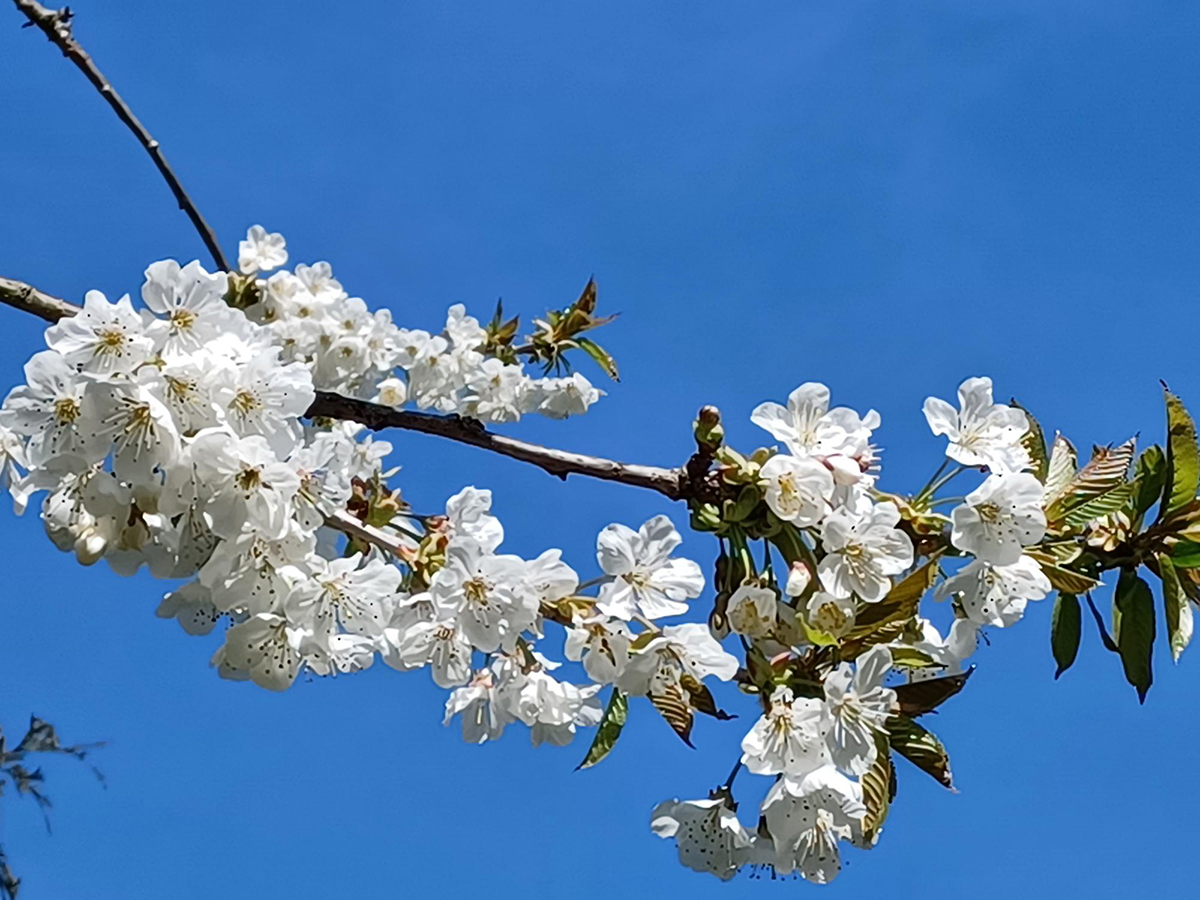 Pear Blossom by Janet Bucknall