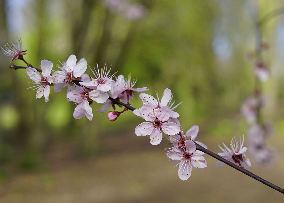 Photo of the Day 12 Pink Blossom