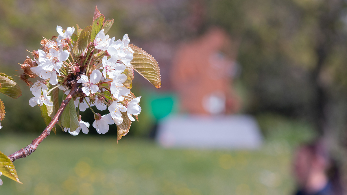 Photo of the Day 30 Blossom