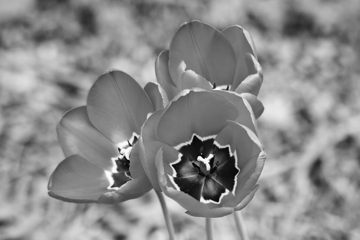 Photo of the Day 32 Tulips bw
