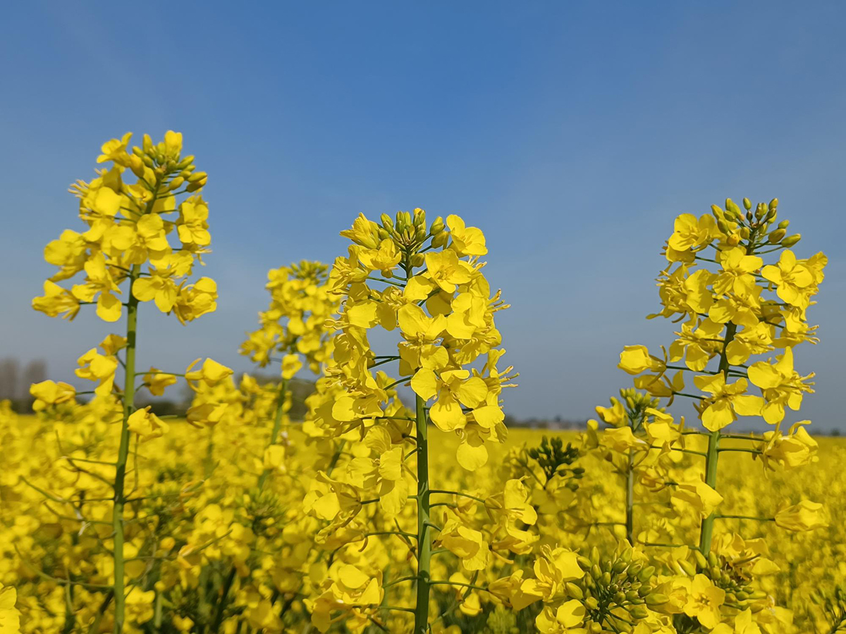 Photo of the Day Janet Bucknall