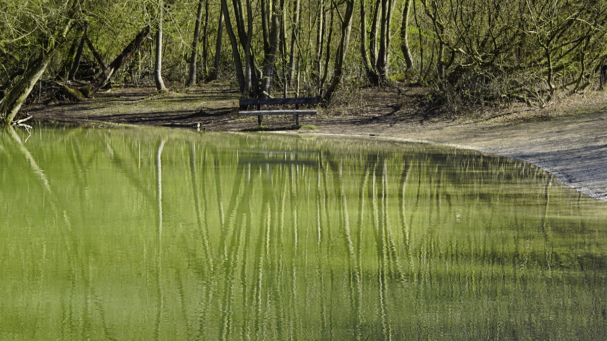 Pond trees reflection Photo of the Day 11 WordPrompt Green