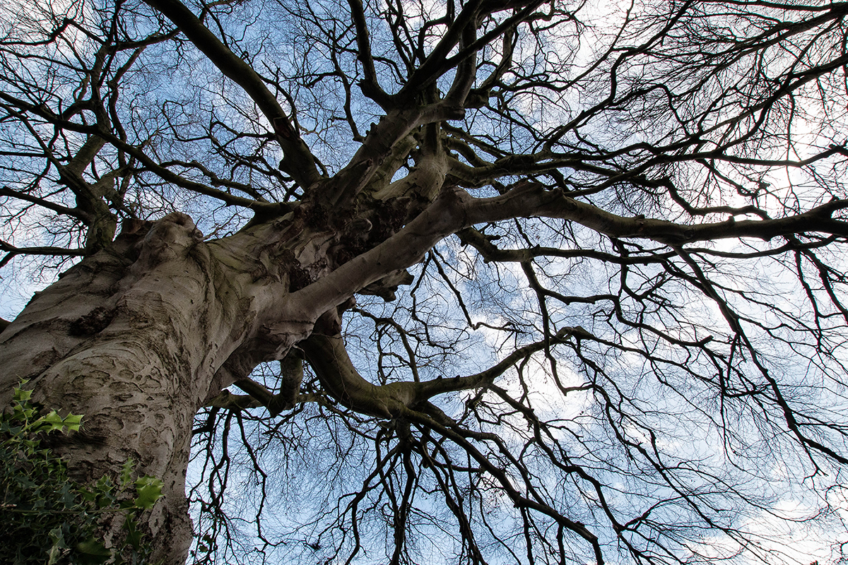 Trees Week 11 Ivy Lane upshot web