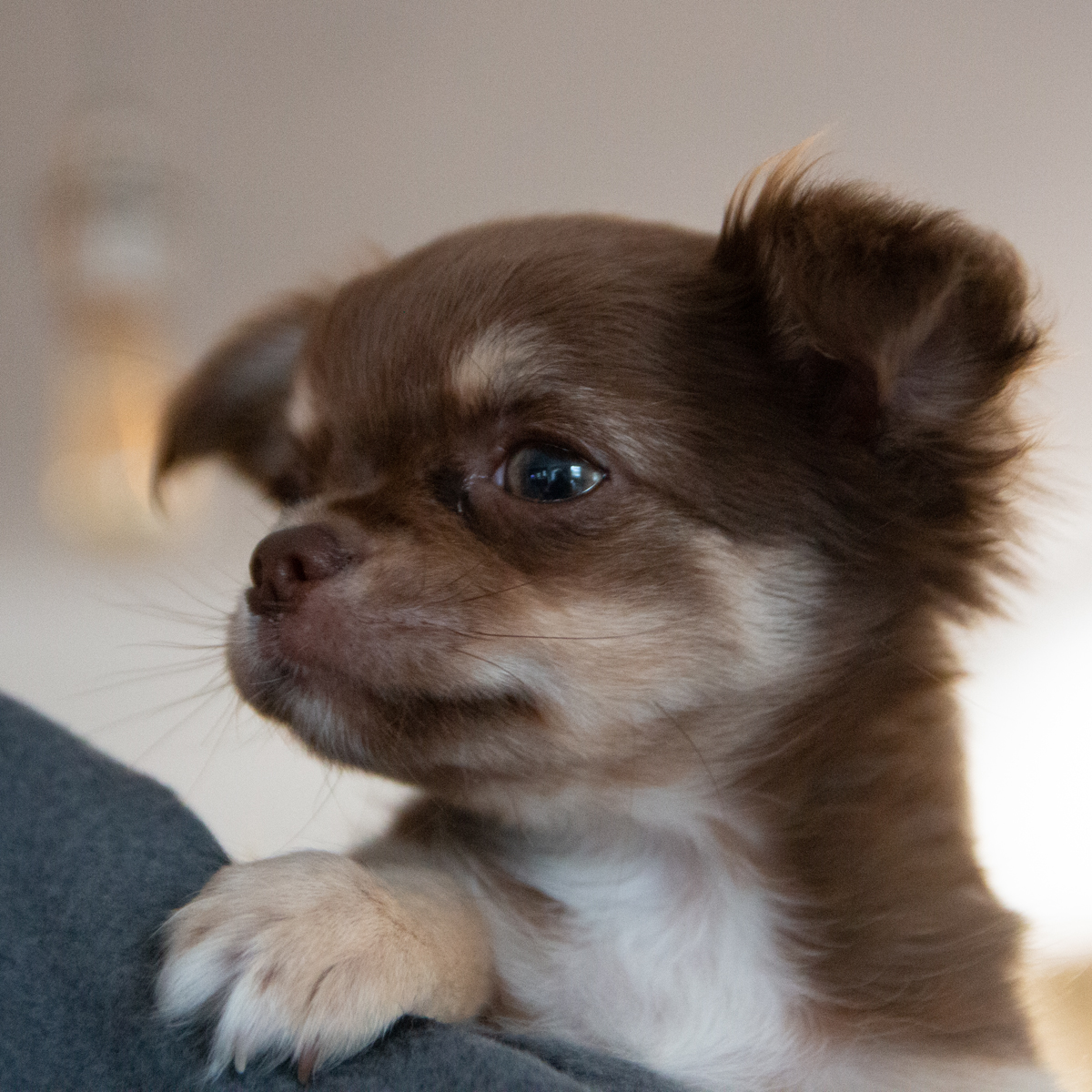 El Chappo web Photo of the Day 48