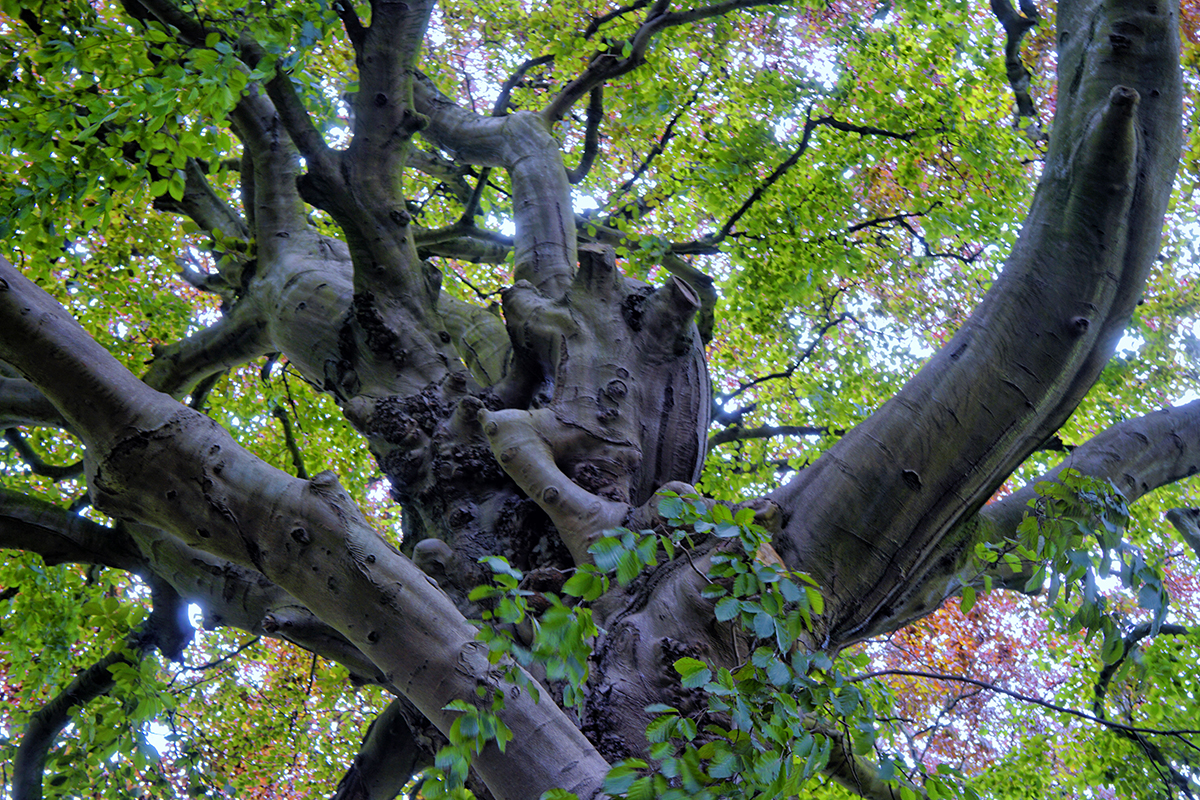Ivy Lane old tree Photo of the Day 58