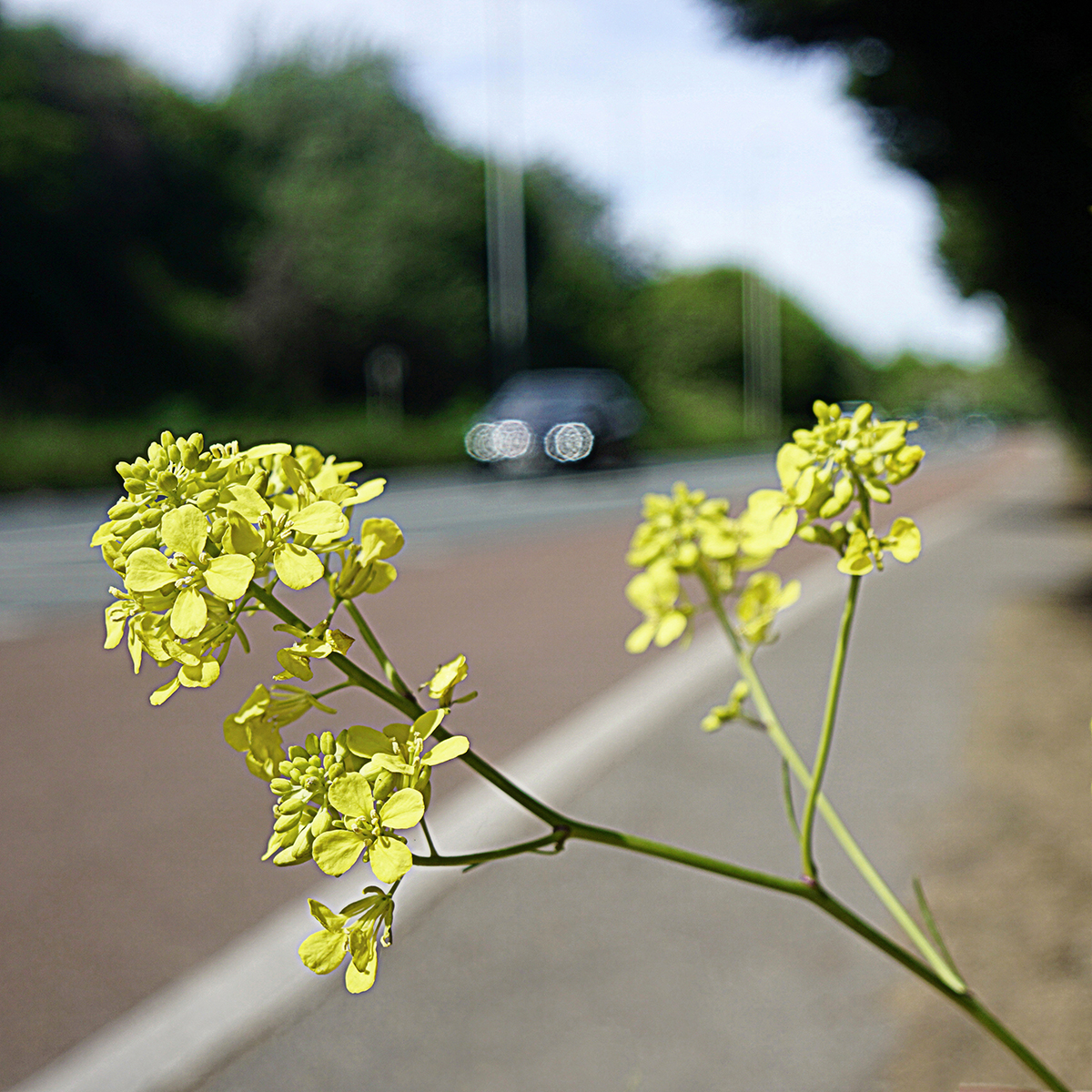 Photo of the Day 50 Roadside yellow flower