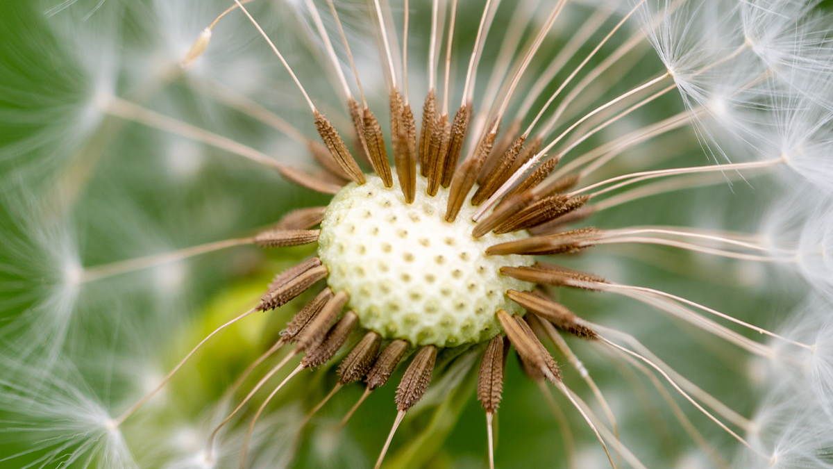 Photo of the Day 55 Dandelion cu