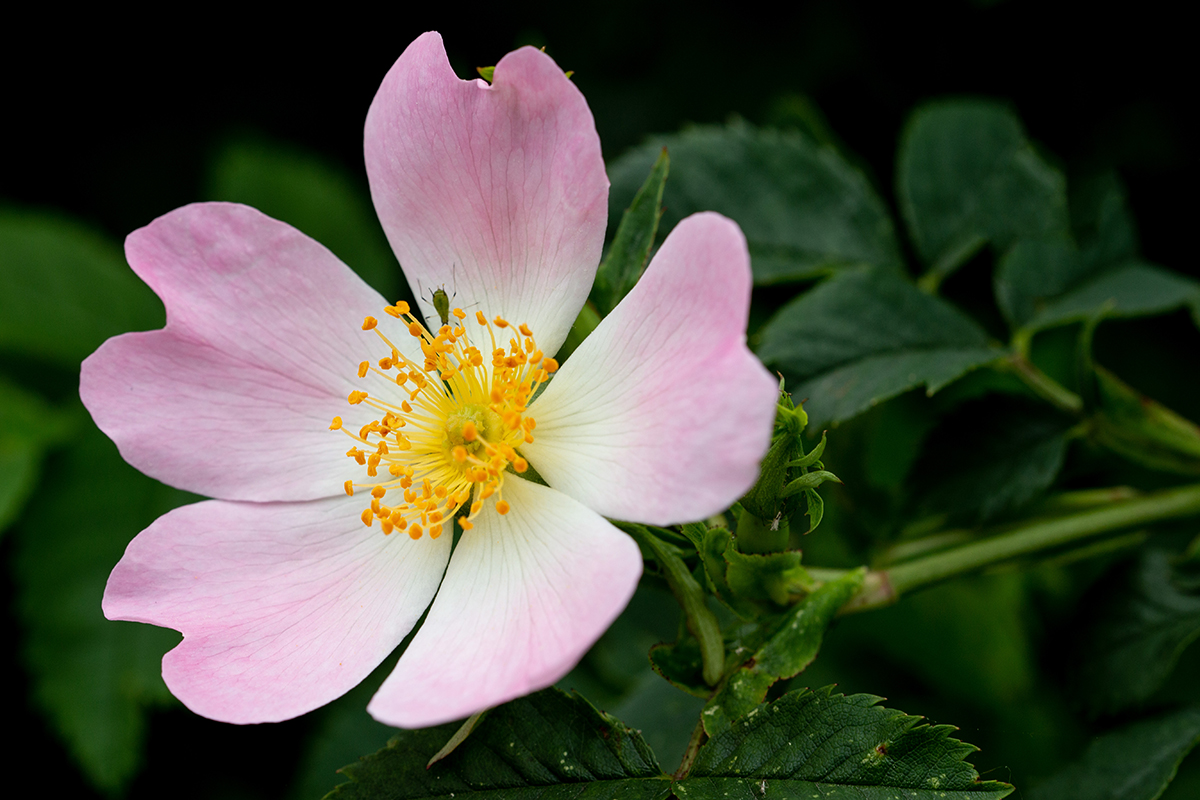 Pink flower yellow inner Photo of the Day 56
