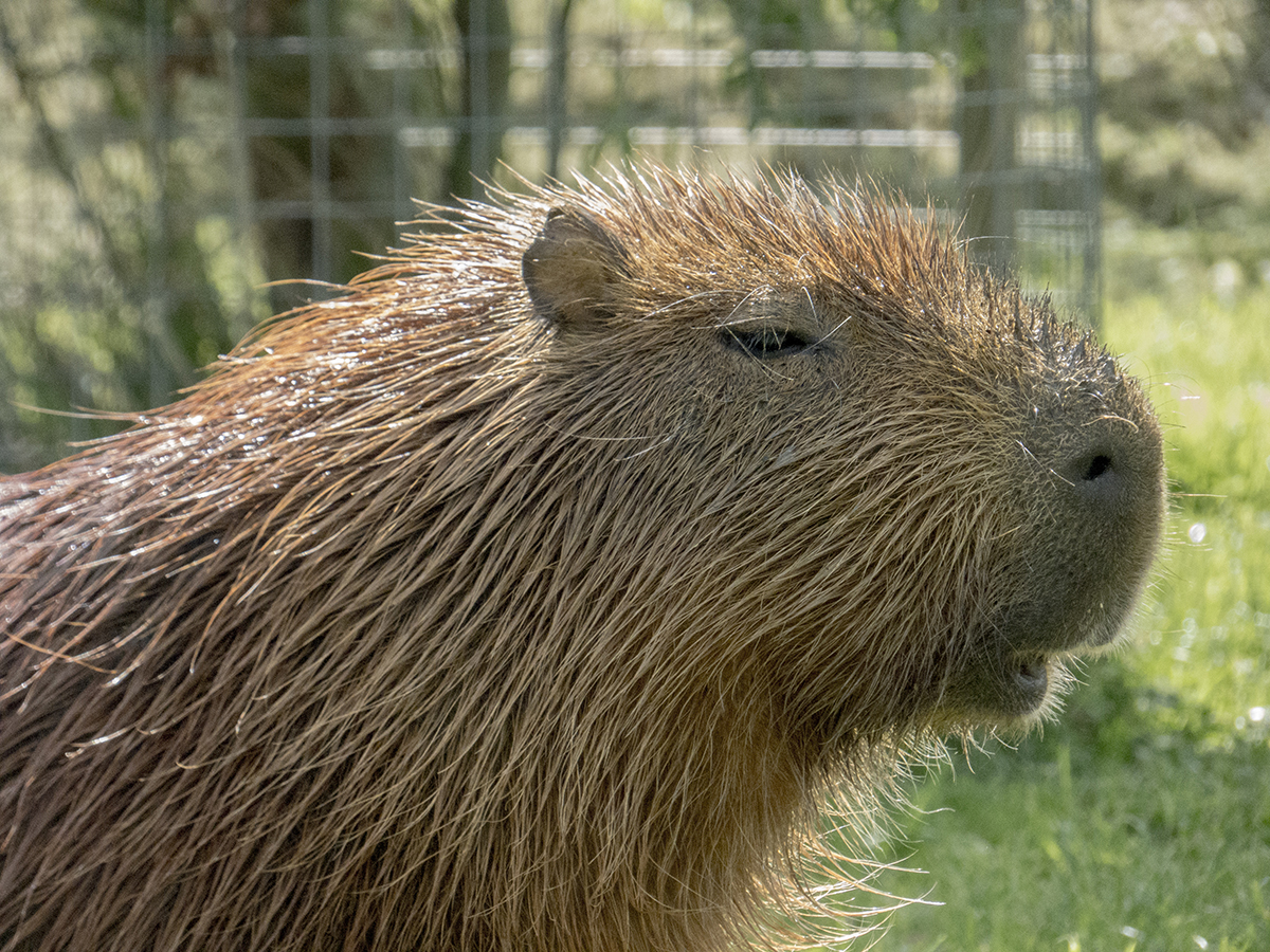 Capybara web