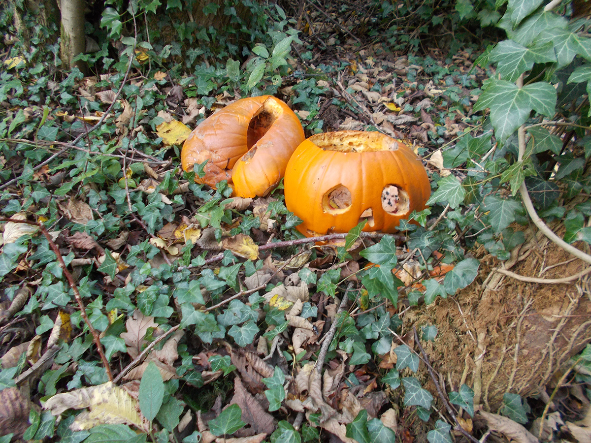 Sea Wood SSSI pumpkin dumping 19 11 21 HS 2