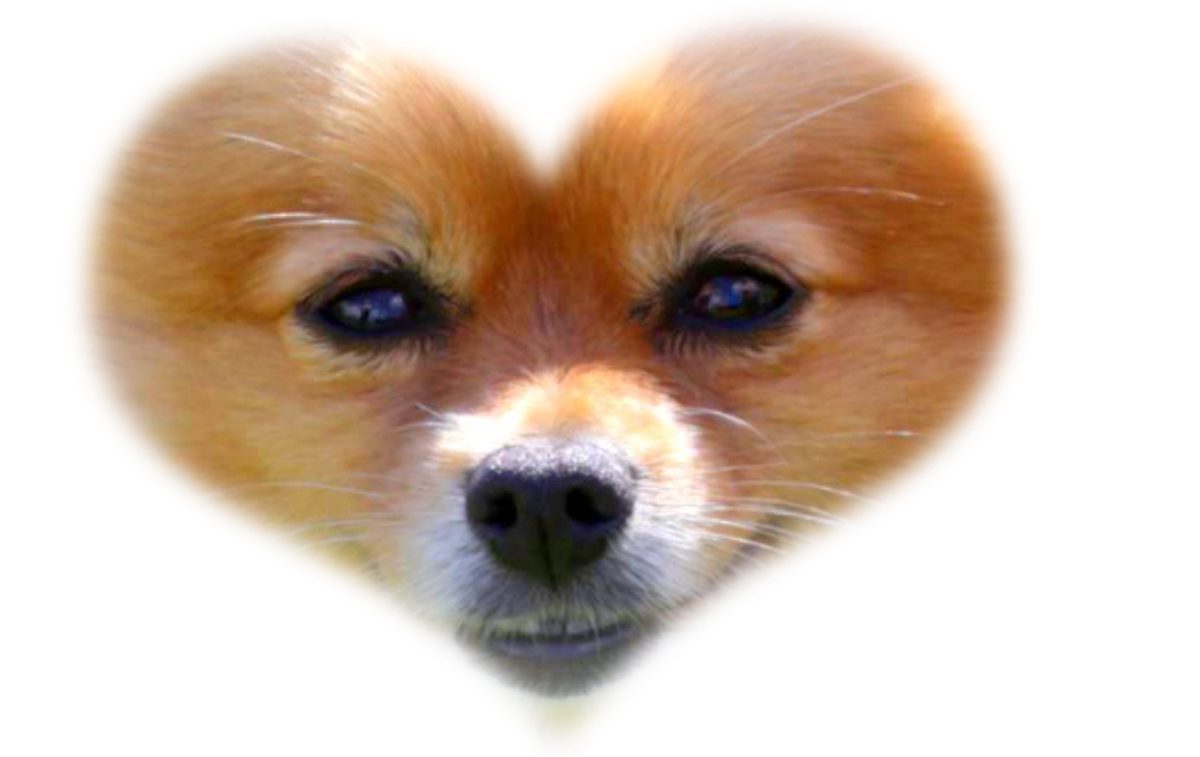 Furry friends Dog cu face heart e1677589568157