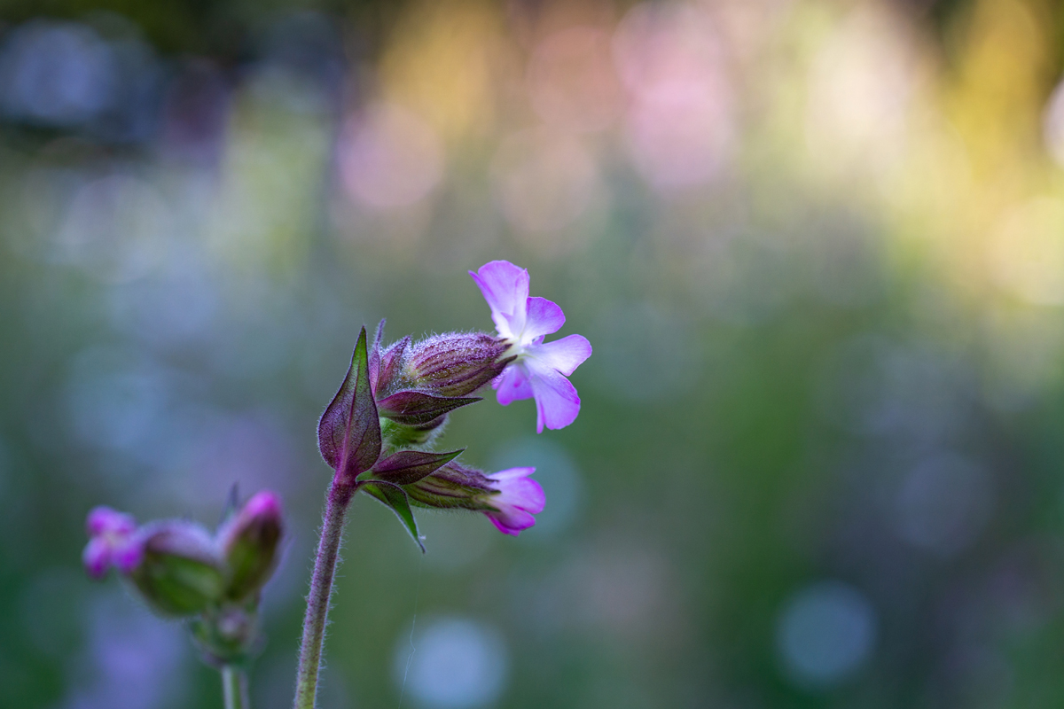 Pink meadow flower