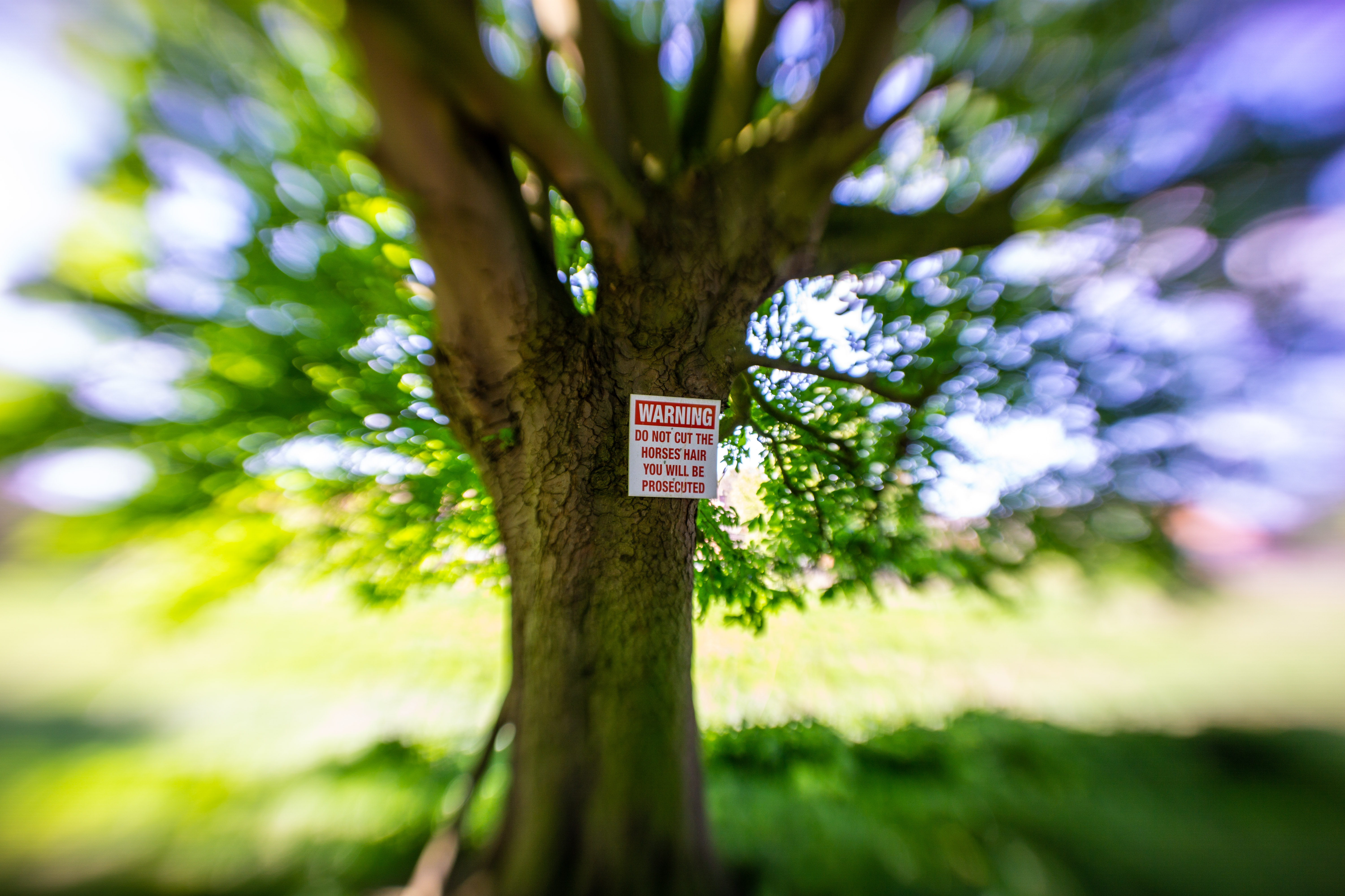 Do not cut horse hair sign on tree Sweet