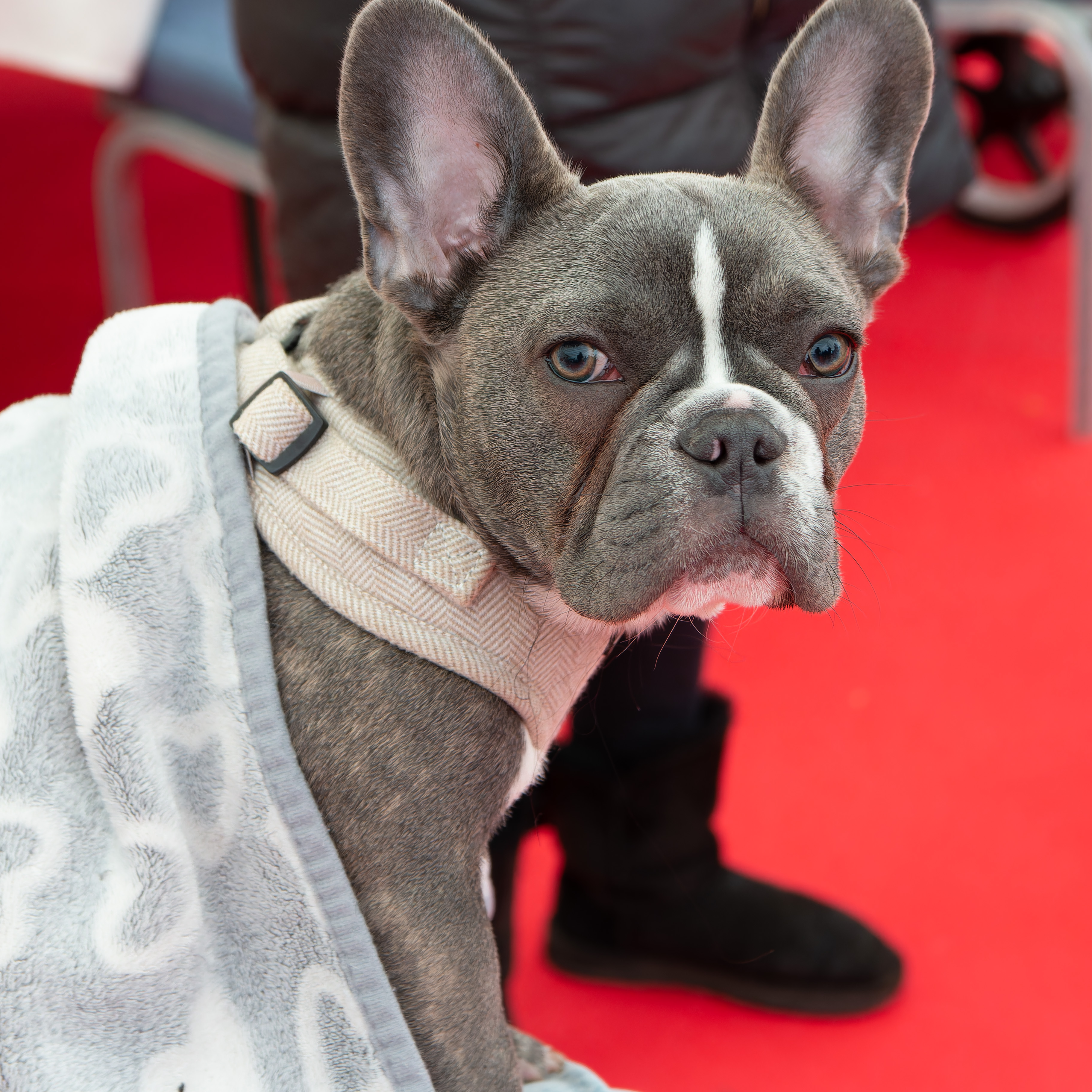 Hedon Dog Show Pawfect Puppy George blanket