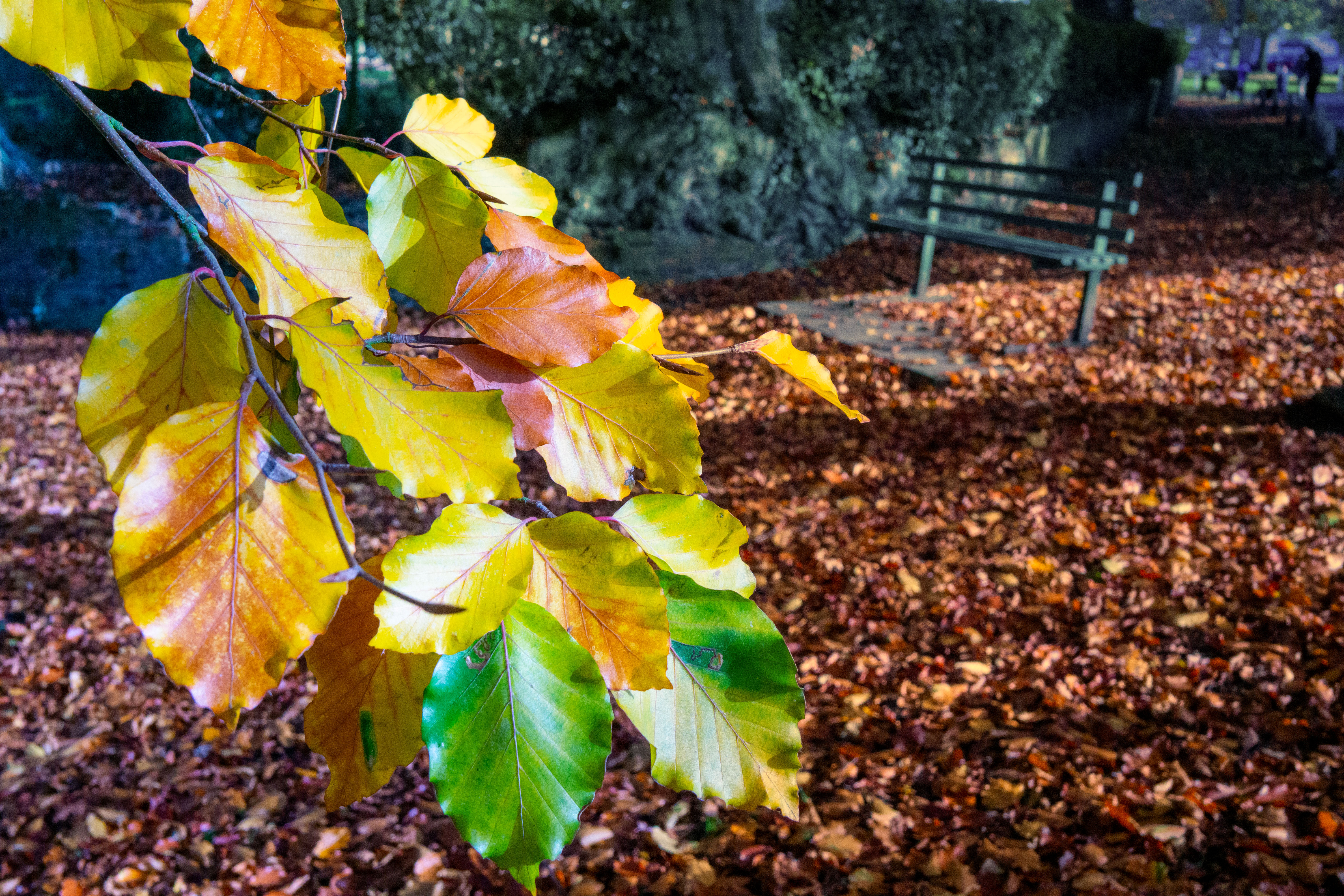 Autumn Horsewell Pond tree leaves foreground