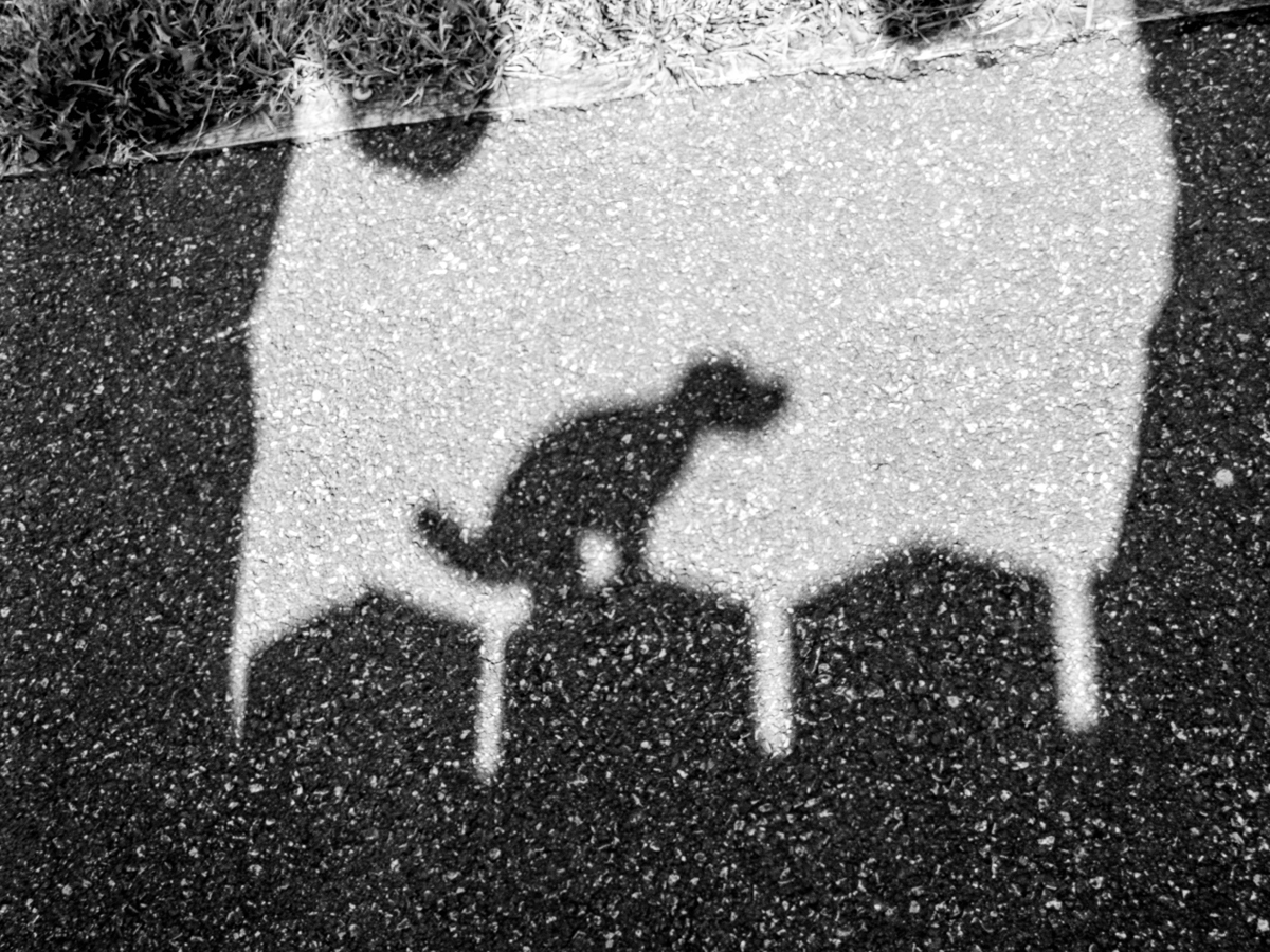 Dog fouling pooping dog shadow bw