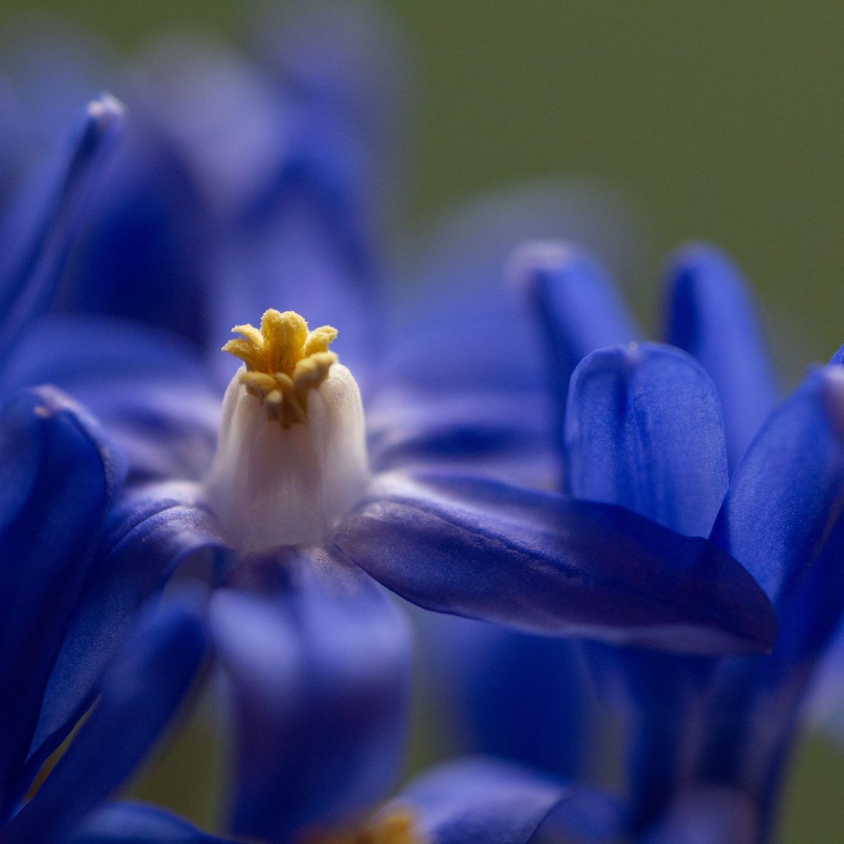 Yellow centre small blue flowers