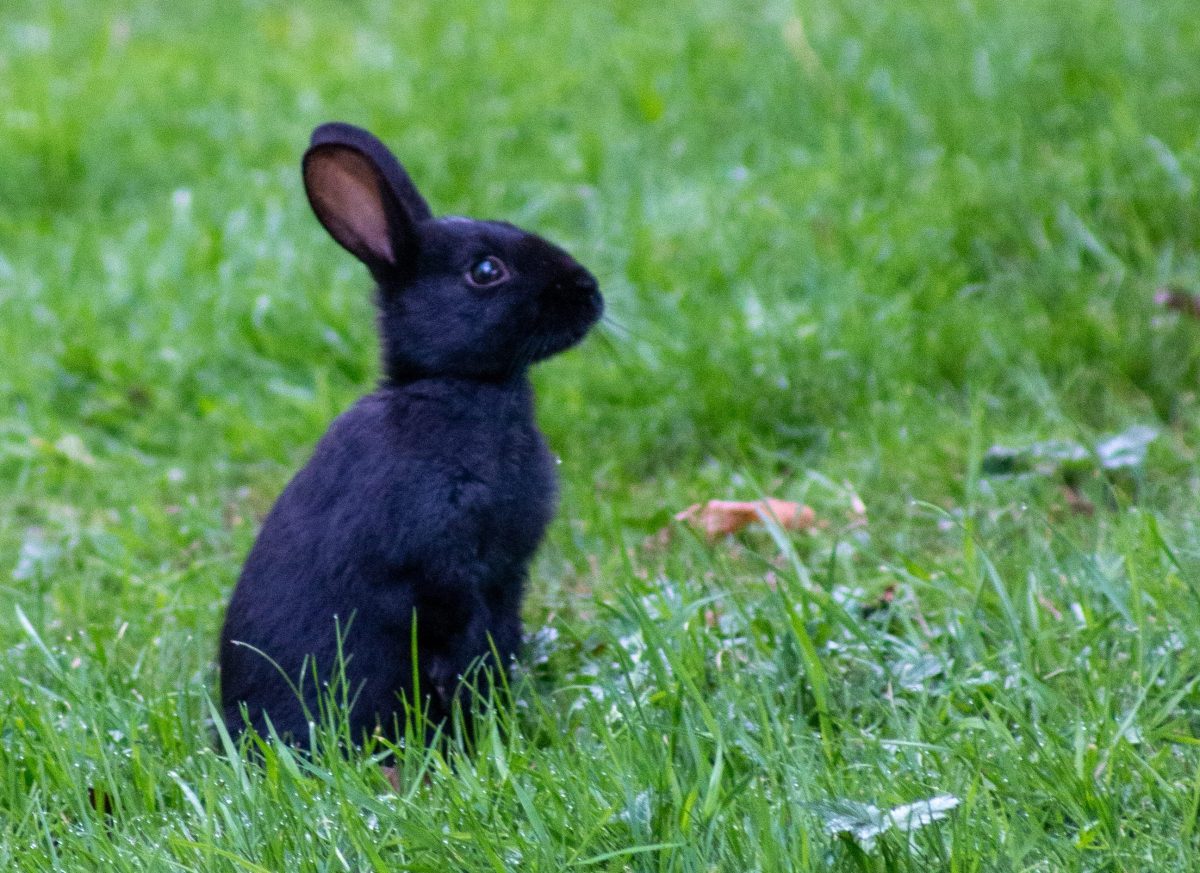 Hedon Pooka Black Rabbit
