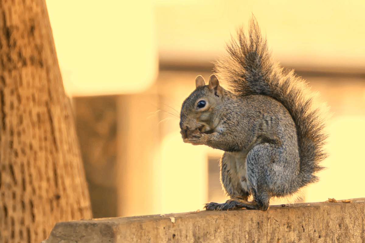 Squirrel on headstone cu 3 Autumn