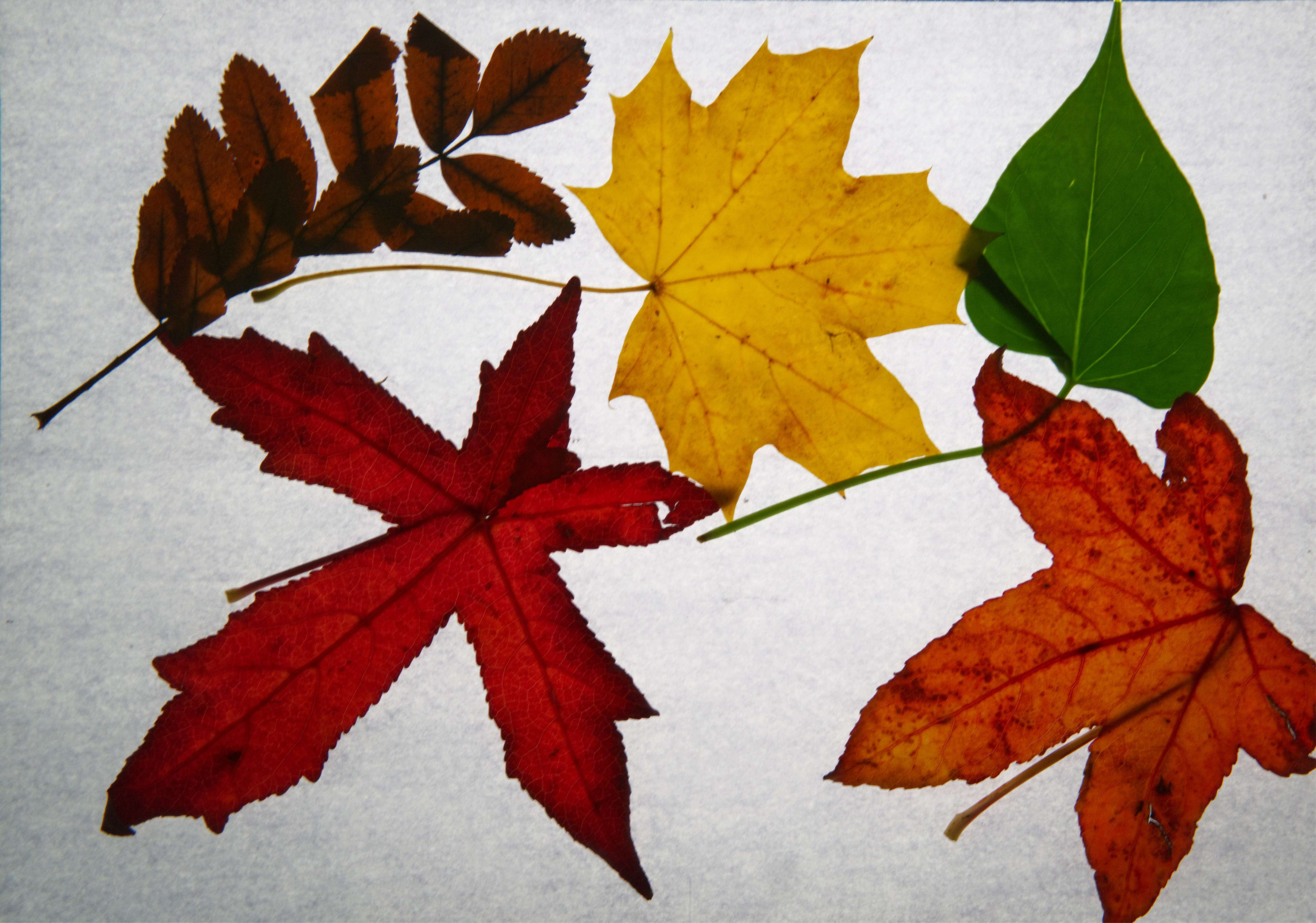 Autumn Leaves November 2025 2