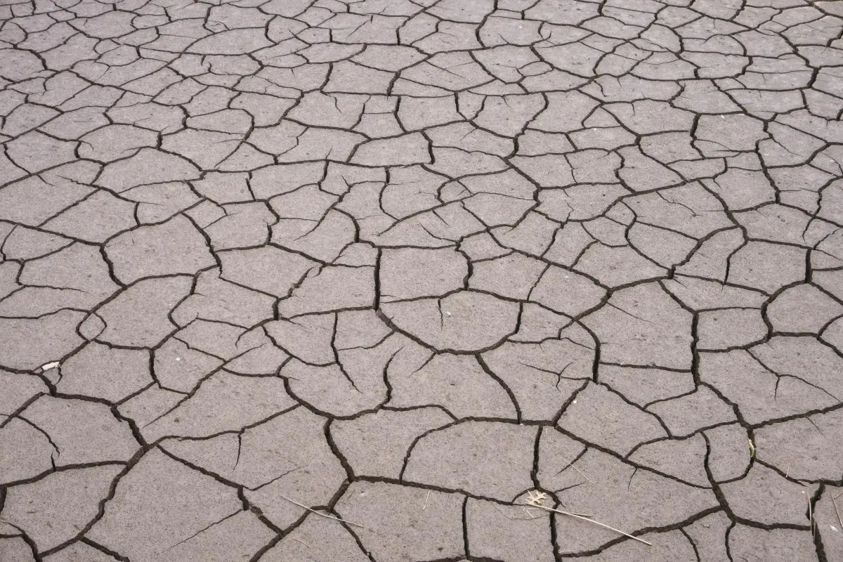 Cracked dry riverbed patterns