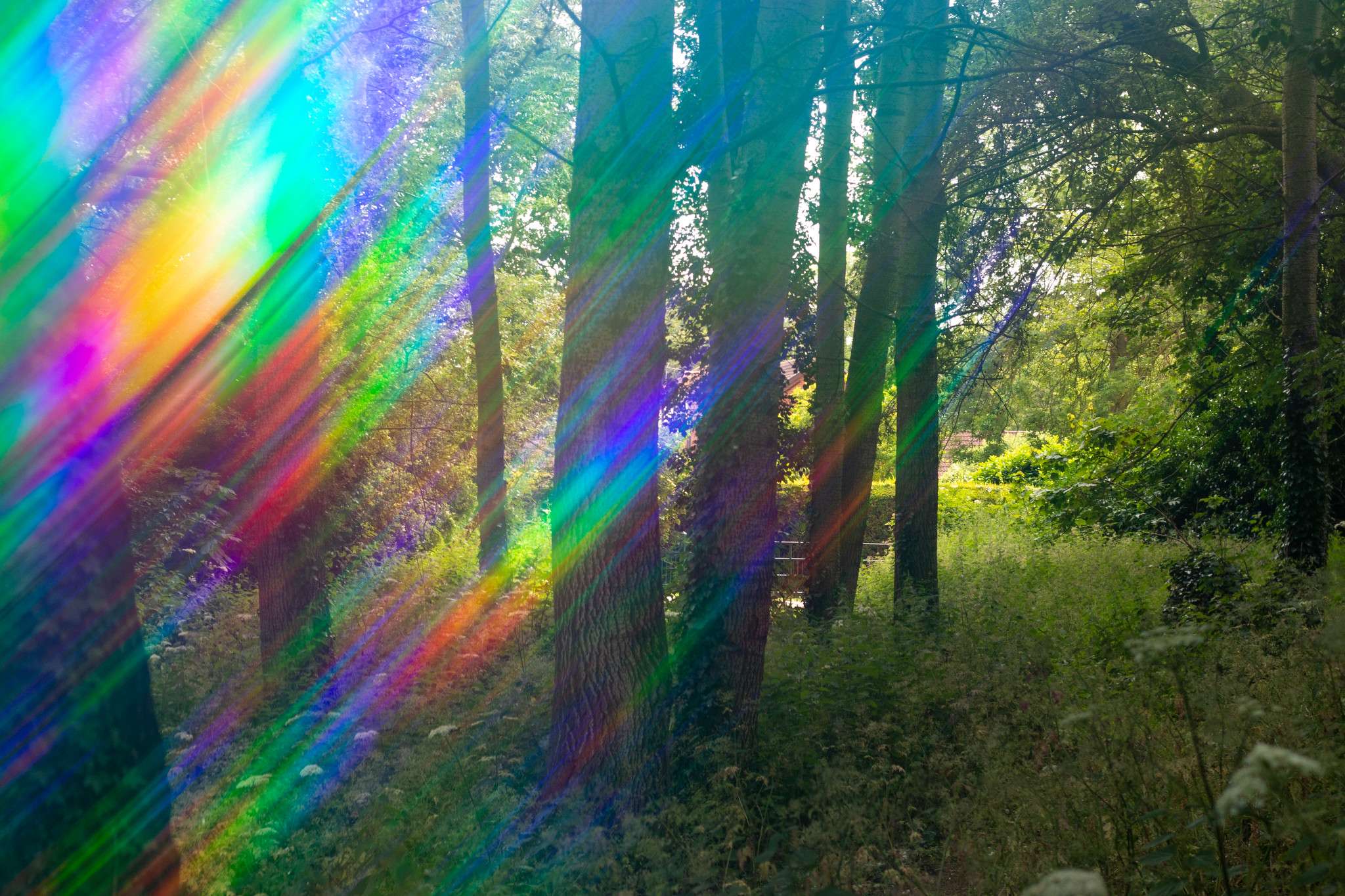 Rainbow effect Omni trees