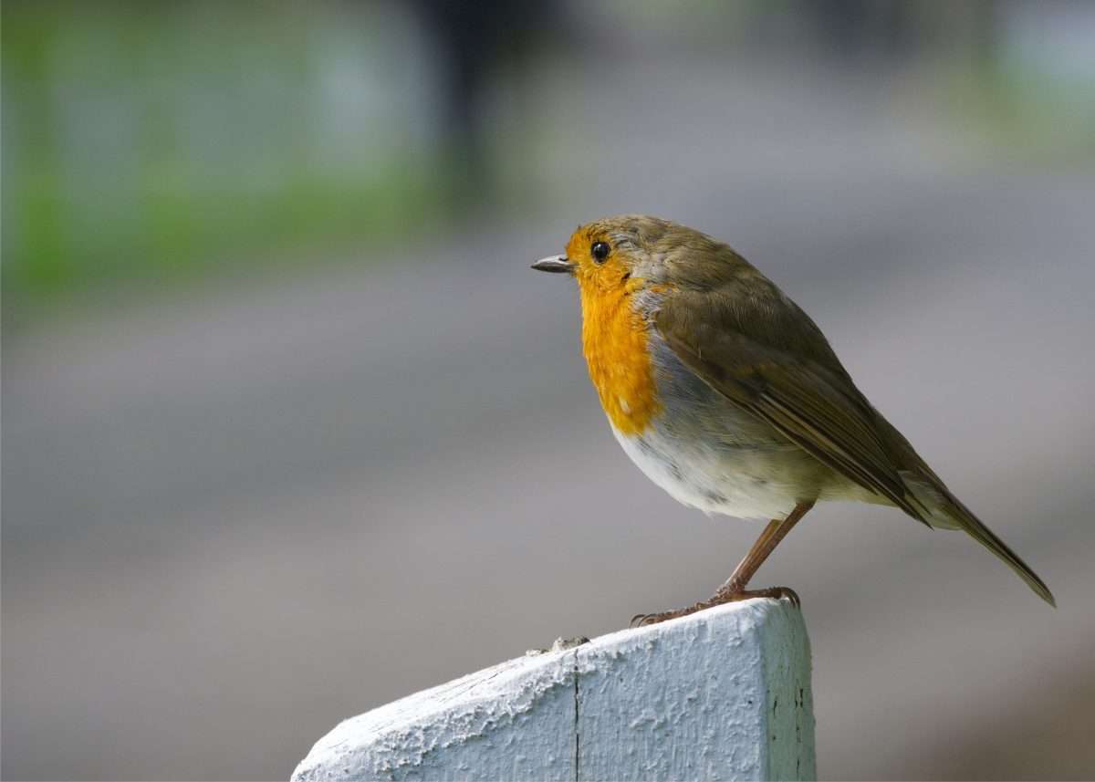 Random Bird - Week 24 - #52WeekChallenge